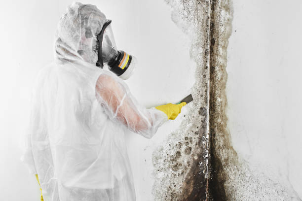 Best Fast Mold Removal  in Walsenburg, CO