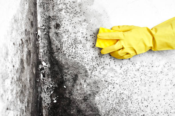 Best Black Mold Removal  in Walsenburg, CO