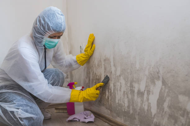 Best Professional Mold Removal  in Walsenburg, CO