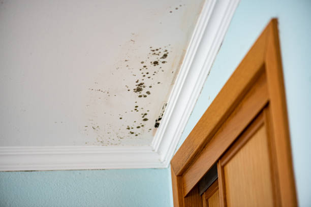 Best Same-Day Mold Removal  in Walsenburg, CO