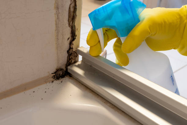 Best Office Mold Removal Services  in Walsenburg, CO