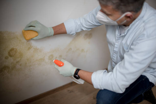 Best Commercial Mold Removal  in Walsenburg, CO