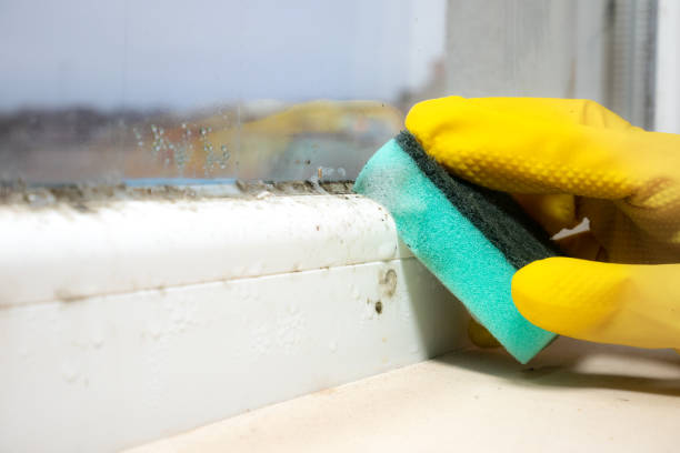 Best Mold Remediation Experts  in Walsenburg, CO