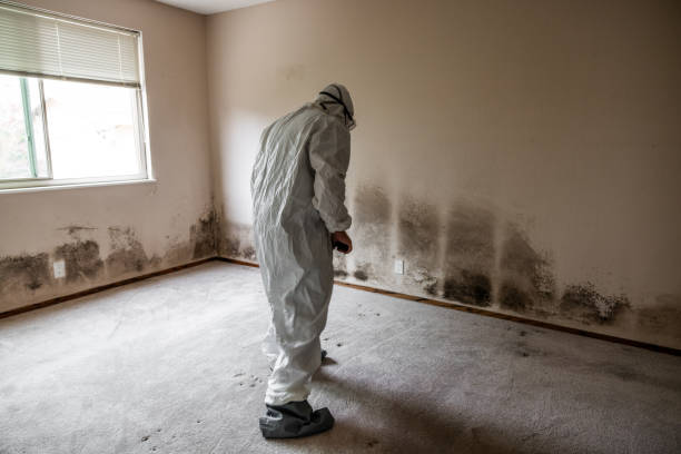 Best Mold Damage Repair  in Walsenburg, CO