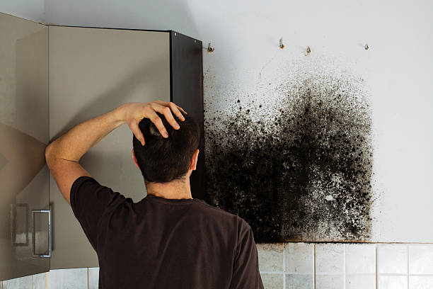 Best Professional Mold Removal  in Walsenburg, CO