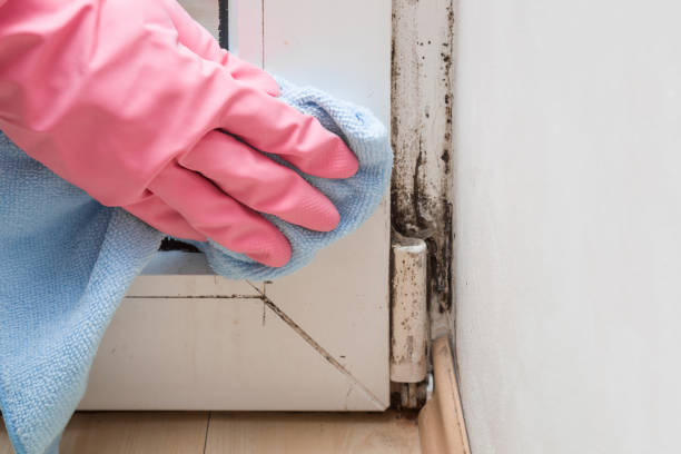 Best Local Mold Removal Service  in Walsenburg, CO